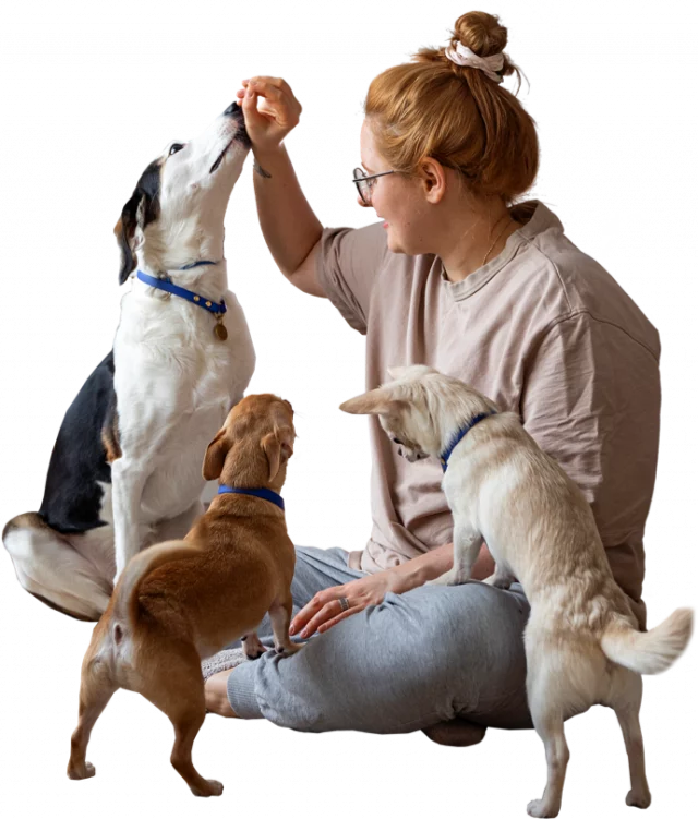 Dubai Pet Grooming Affordable & Convenient Services Near You