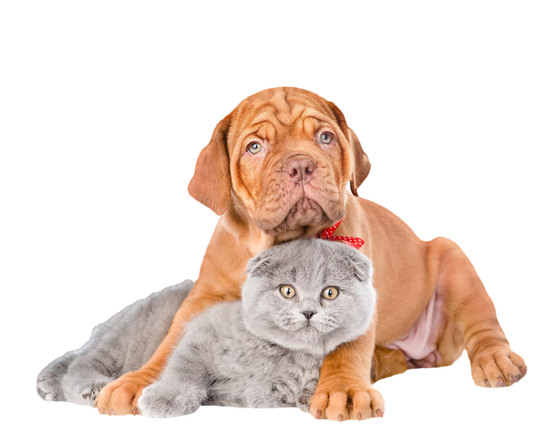 cat and dog together