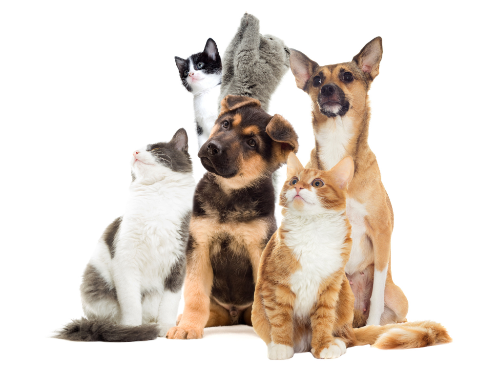 A group of cats and dogs