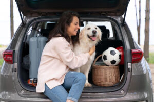 Moving with Pets? Here’s How to Ensure a Smooth Pet Relocation in Dubai 1 Help Your Pet Adjust to the New Home