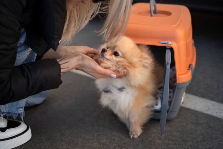 dog boarding Dubai