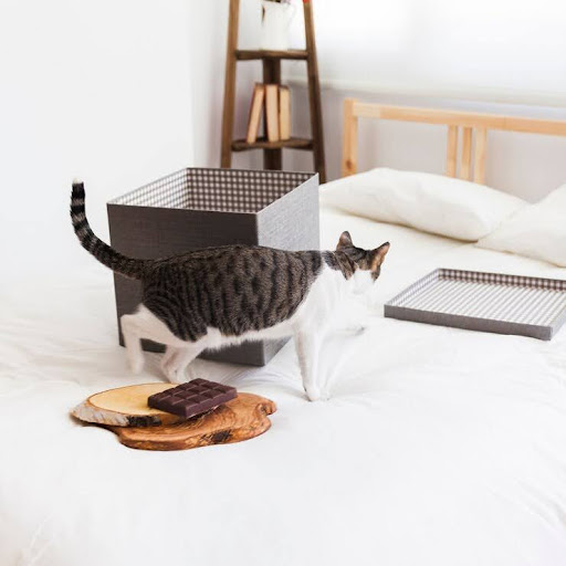 Cat Sitting or Cat Boarding