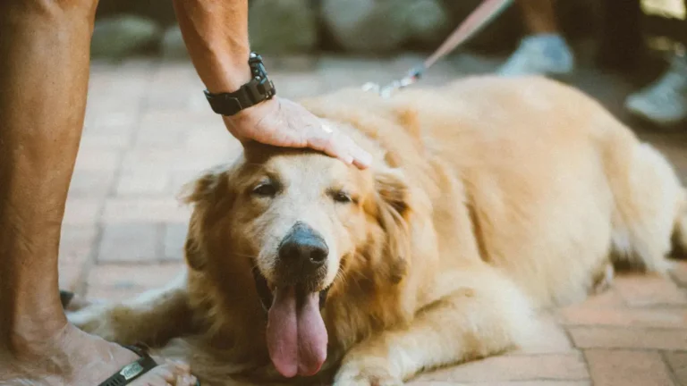 pet daycare near me