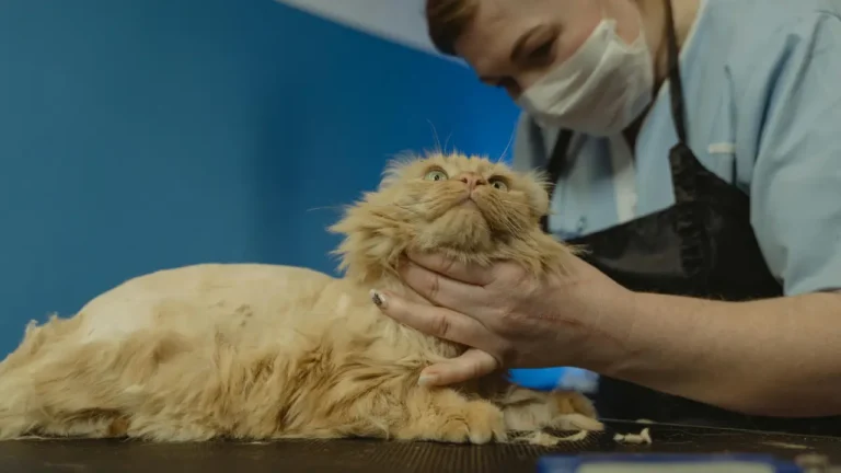 Cat groomers in Dubai
