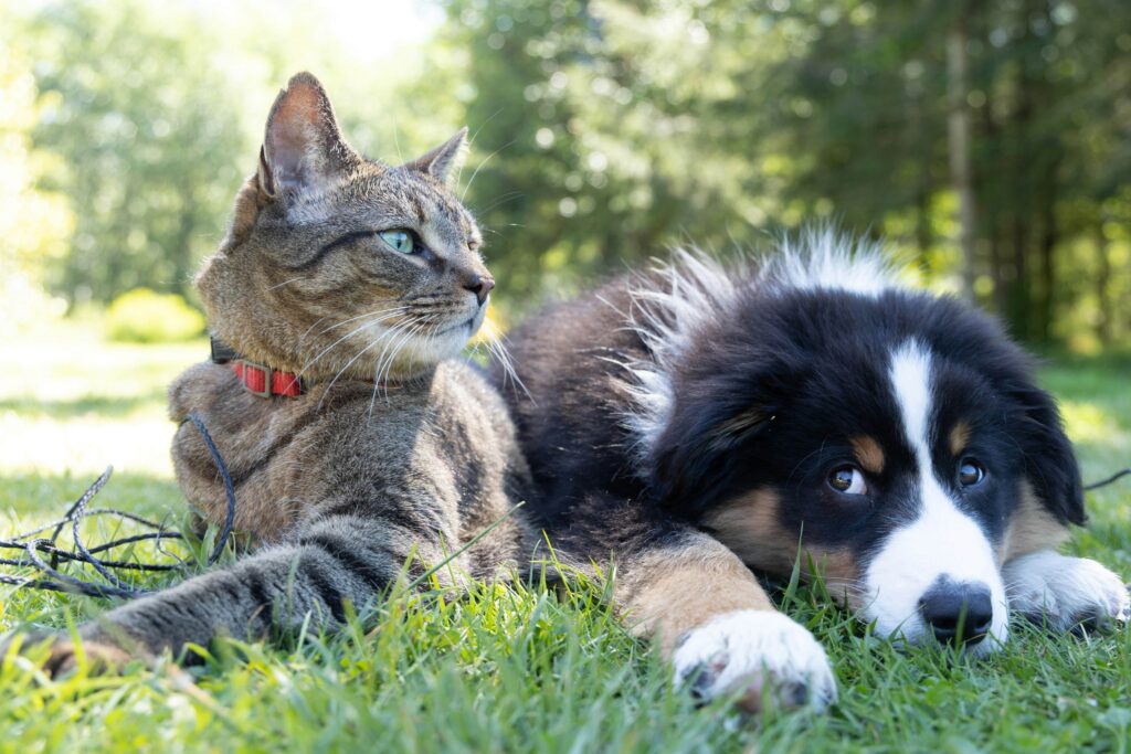 pets care