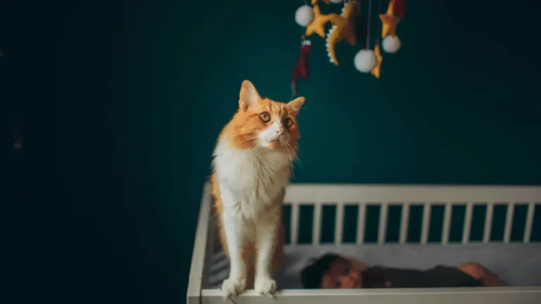cat daycare Dubai