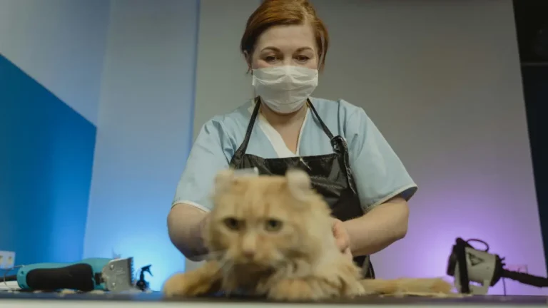 cat groomers in Dubai