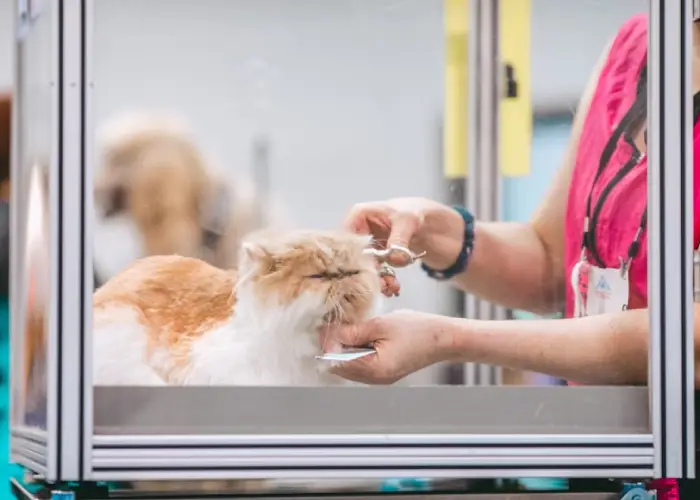 cat groomers in Dubai