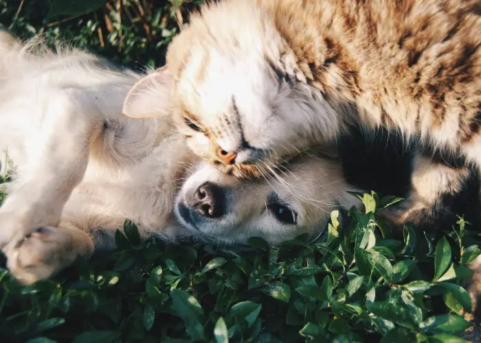 pet groomer