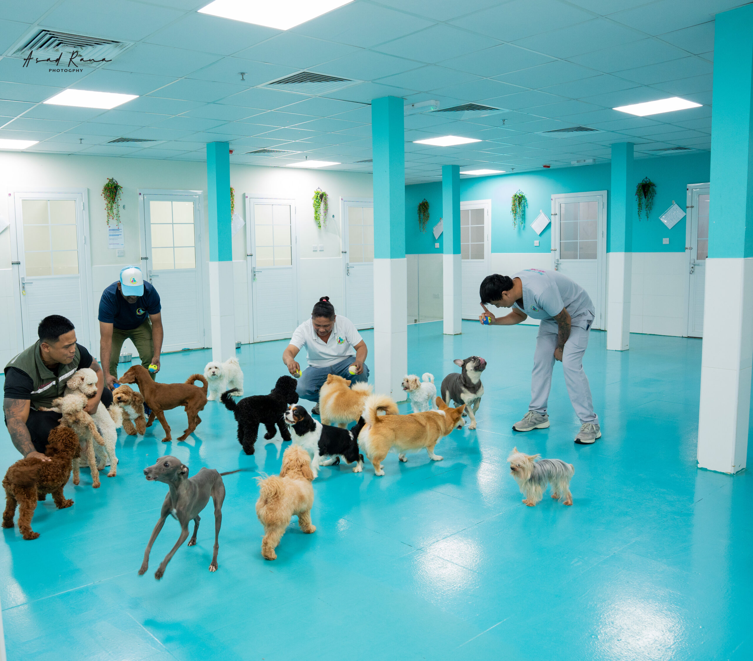 Pet Daycare
