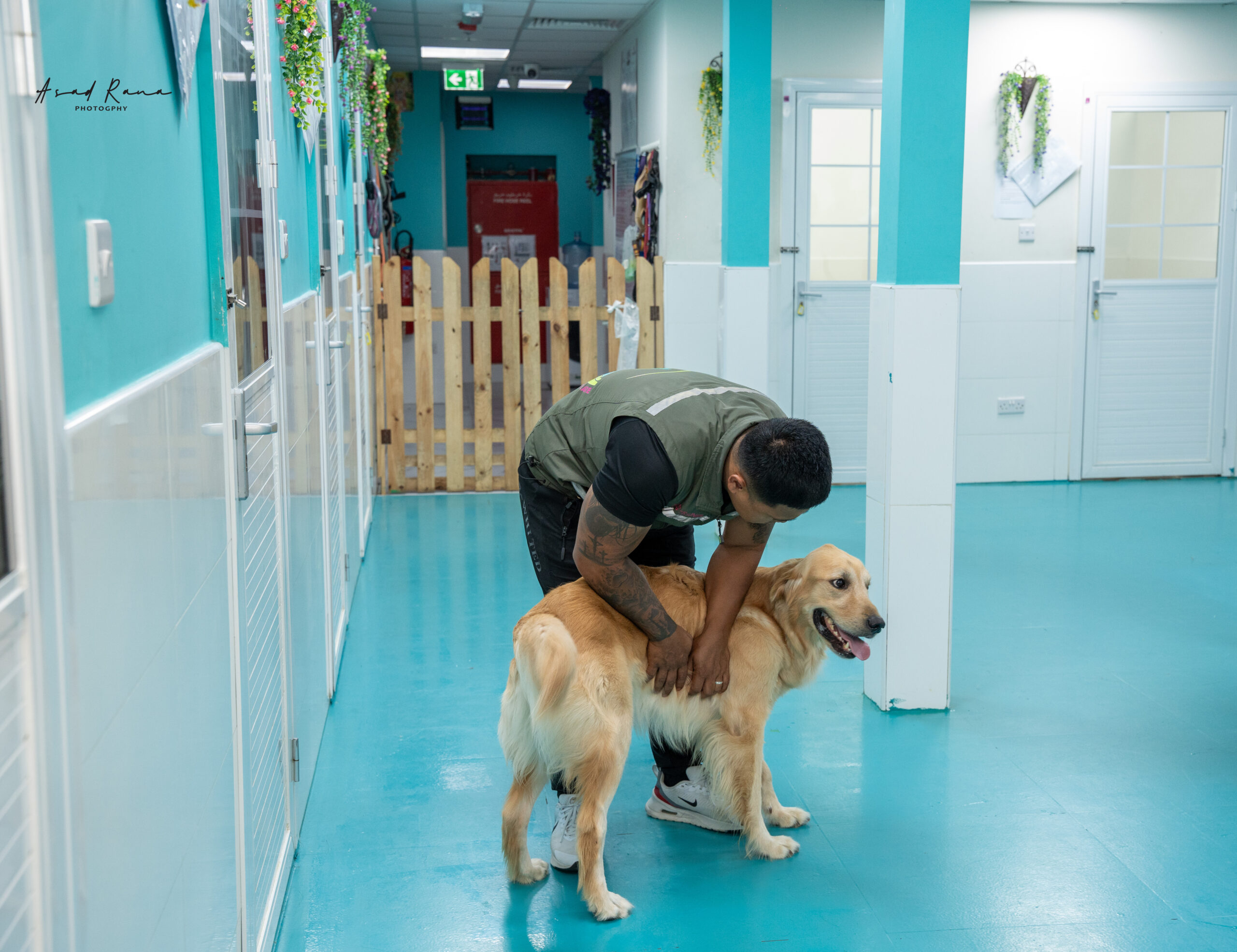 Pet Boarding