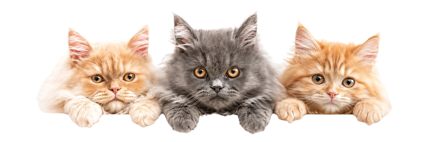 Groomed Cats Dubai