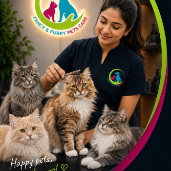 Cat Groomers in Dubai