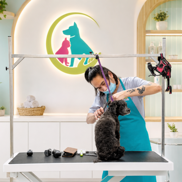 Dog cutting hairs